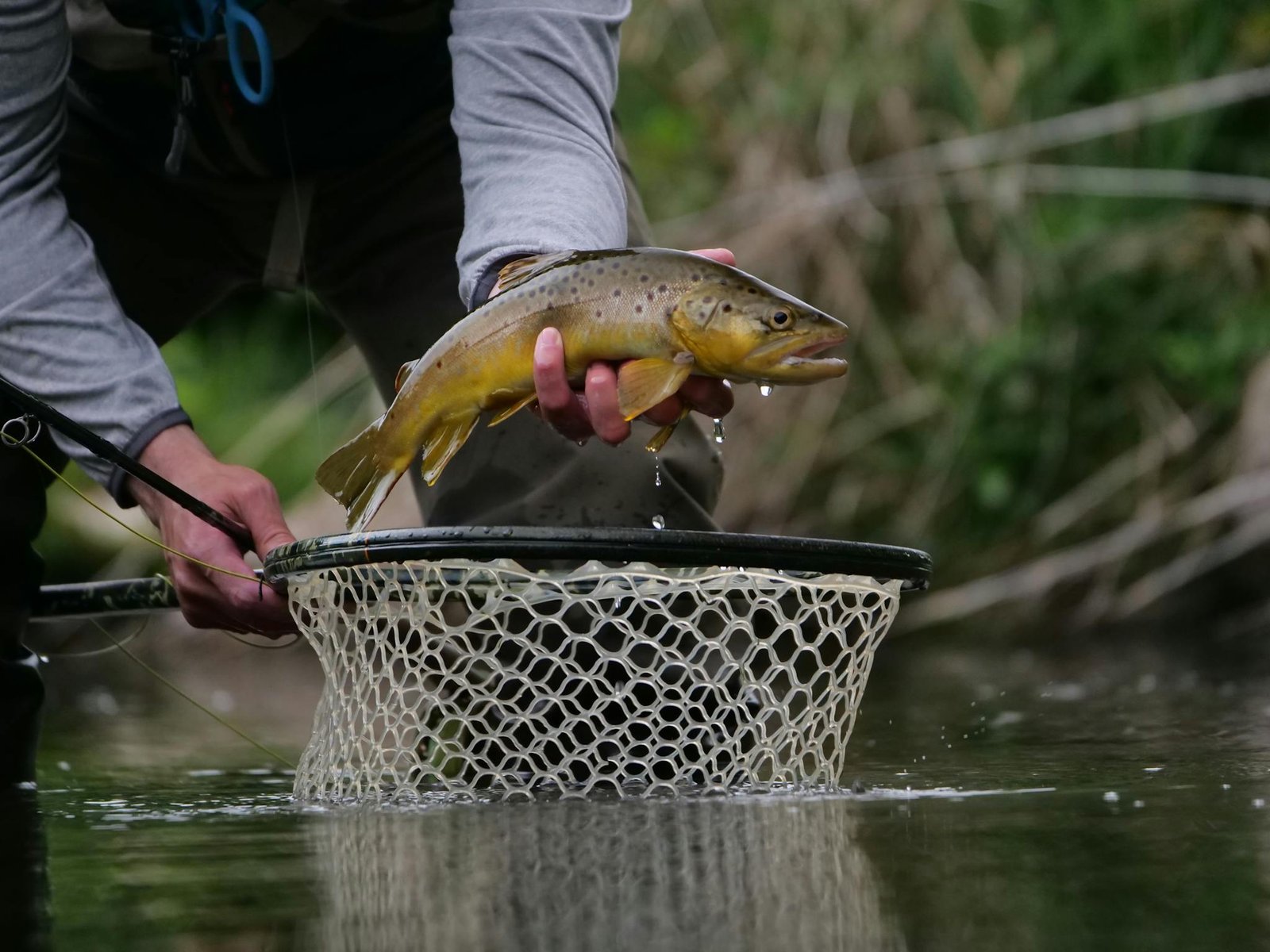 Close-up of a brown trout being caught by an angler with a net in a freshwater stream.